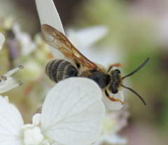 Andrena prunorum