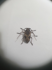 Aegomorphus jaspideus