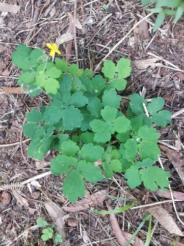 Chelidonium majus image