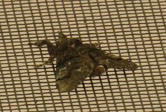 Dasychira obliquata