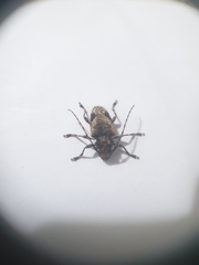 Aegomorphus jaspideus