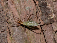 Oecanthus pini
