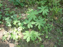 Petasites frigidus palmatus
