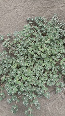 Euphorbia leucophylla