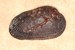 Barbatia amygdalumtostum