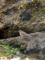 Cinclodes nigrofumosus