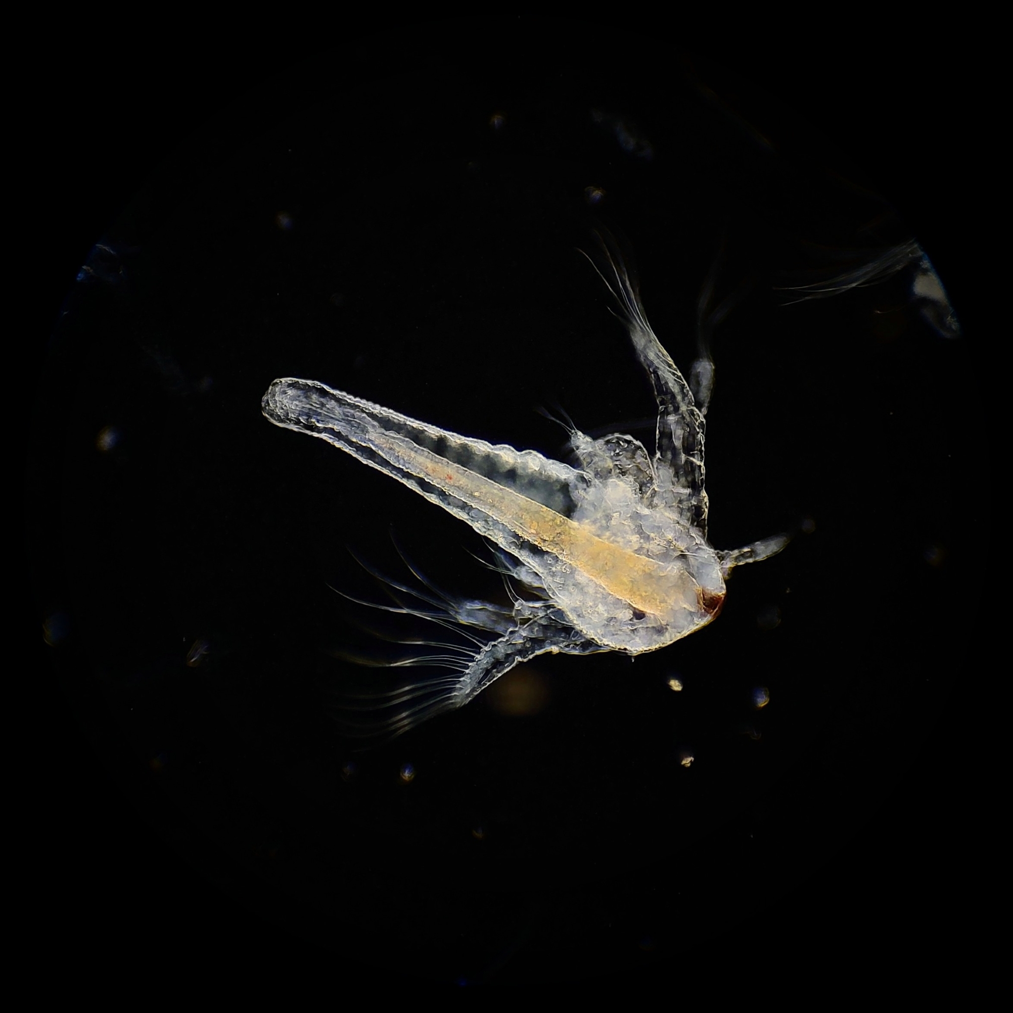 Artemia salina (Linnaeus, 1758)
