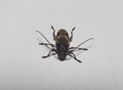 Aegomorphus jaspideus