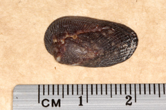 Barbatia amygdalumtostum