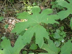 Petasites frigidus palmatus
