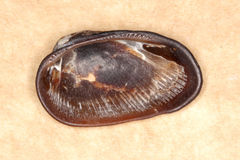 Barbatia amygdalumtostum