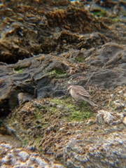 Cinclodes nigrofumosus