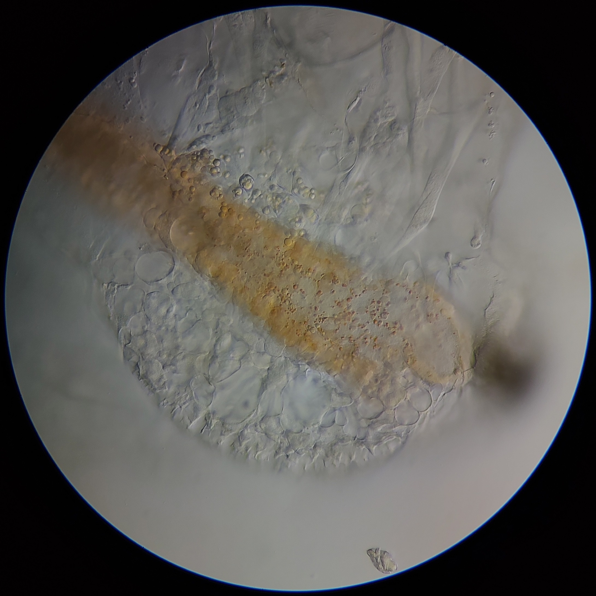 Artemia salina (Linnaeus, 1758)