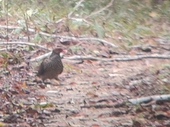 Patagioenas speciosa