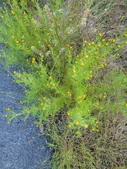 Dyssodia papposa