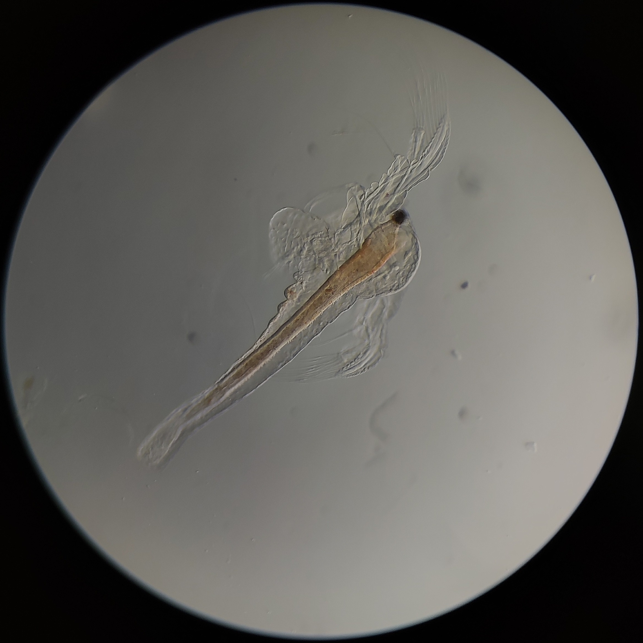 Artemia salina (Linnaeus, 1758)