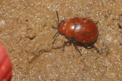 Leptinotarsa rubiginosa