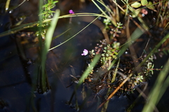 Utricularia purpurea