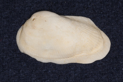 Barbatia amygdalumtostum