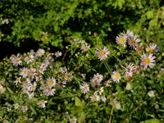 Symphyotrichum lanceolatum lanceolatum