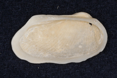 Barbatia amygdalumtostum