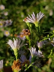 Symphyotrichum lanceolatum lanceolatum