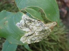Parallelomma vittatum