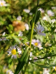 Symphyotrichum lanceolatum lanceolatum