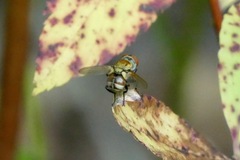 Gymnoclytia