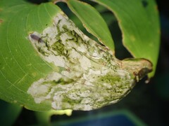 Parallelomma vittatum