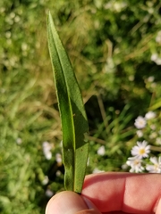 Symphyotrichum lanceolatum lanceolatum