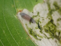 Parallelomma vittatum