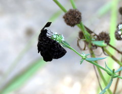 Cycloglypha thrasibulus