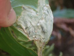 Parallelomma vittatum