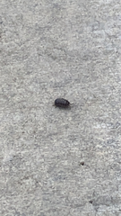 Armadillidium vulgare