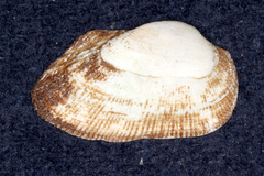 Barbatia amygdalumtostum