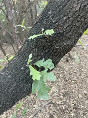 Quercus marilandica