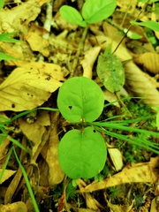 Bignonia capreolata