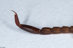 Ananteris balzanii