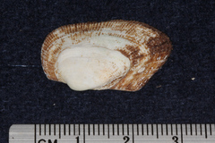 Barbatia amygdalumtostum