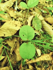 Bignonia capreolata