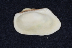Barbatia amygdalumtostum