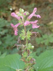 Stachys chamissonis