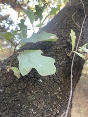 Quercus marilandica