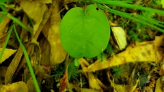 Bignonia capreolata