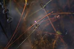 Utricularia purpurea