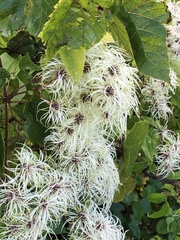 Clematis vitalba