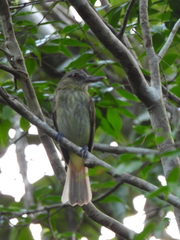 Attila spadiceus