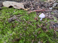 Inocybe lilacina