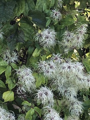 Clematis vitalba